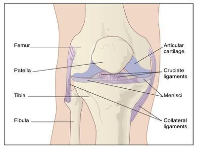 Knee Joint Anatomy, Artwork