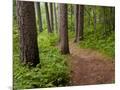 Wood Mount