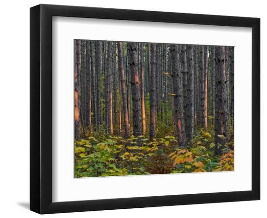 Premium Photographic Print, , large