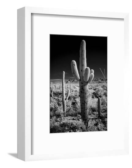 Framed Photographic Print, , large