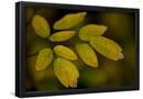 Essential Black