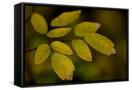 Canvas Black