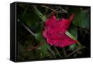 Canvas Black