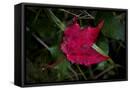 Canvas Black
