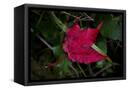 Canvas Black