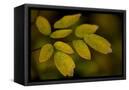 Canvas Black