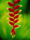 Heliconia Flower, Nadi, Fiji-Peter Hendrie-Stretched Canvas