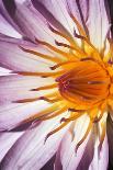 Water Lily Flower-Peter Johnson-Mounted Photographic Print