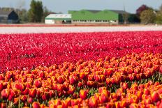 Flowerbed of Tulips of Different Colors-Peter Kirillov-Framed Photographic Print