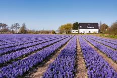 Field of Violet and White Flowers-Peter Kirillov-Photographic Print