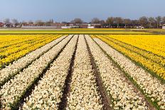 Red with Yellow Tulips in A Field-Peter Kirillov-Photographic Print