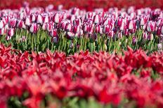Flowerbed of Tulips of Red Color-Peter Kirillov-Photographic Print