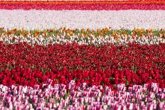 Panorama of Flower Fields-Peter Kirillov-Photographic Print