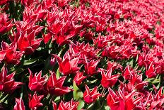 Flowerbed of Tulips of Different Colors-Peter Kirillov-Framed Photographic Print