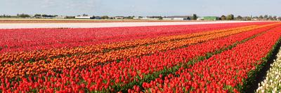 Flowerbed of Tulips of Different Colors-Peter Kirillov-Photographic Print