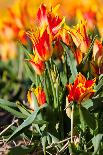 Flowerbed of Tulips of Red Color-Peter Kirillov-Photographic Print