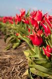 Red with Yellow Tulips in A Field-Peter Kirillov-Photographic Print