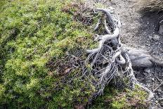 Gnarled vegetation in Cap de Creus, Costa Brava, Catalonia, Spain-Peter Kreil-Framed Stretched Canvas