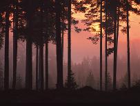 Forest Twilight-Peter Lilja-Giclee Print