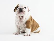 English Bulldog Puppy in a Wheelbarrow-Peter M. Fisher-Photographic Print