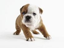 English Bulldog Puppy Sitting in a Lunch Box-Peter M. Fisher-Photographic Print