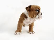 Bulldog Puppy-Peter M^ Fisher-Photographic Print