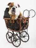 English Bulldog Puppy in a Baby Carriage-Peter M. Fisher-Photographic Print