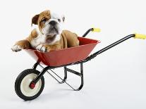 English Bulldog Puppy Sitting in a Lunch Box-Peter M. Fisher-Photographic Print