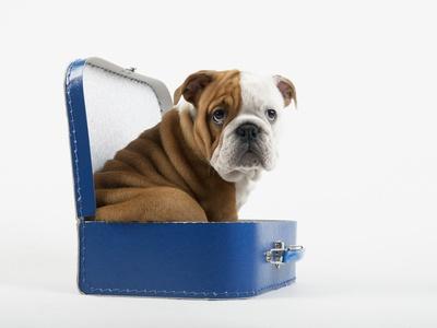 English Bulldog Puppy Sitting in a Lunch Box
