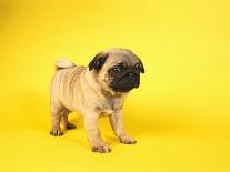 English Bulldog Puppy Sitting in a Lunch Box-Peter M. Fisher-Photographic Print