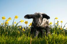 Lamb Walking in Field of Flowers-Peter Mason-Framed Photographic Print