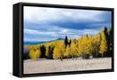 Framed Canvas
