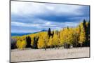 Wood Mount