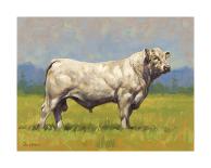 Charolais Bull-Peter Munro-Premium Giclee Print