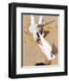 Peter O'Toole, Lawrence of Arabia (1962)-null-Framed Photo