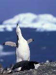 Chinstrap Penguin, Ecstatic Display, South Sandwich Is-Peter Oxford-Framed Photographic Print