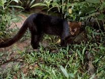 Jaguarundi, Ecuadorian Amazon Ecuador-Peter Oxford-Framed Photographic Print