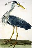 The Heron Plate from "The British Zoology Class II: Birds"-Peter Paillou-Framed Giclee Print