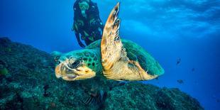 Loggerhead Turtle, (Caretta Caretta), Indian Ocean-Peter Pinnock-Stretched Canvas