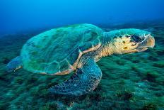 Loggerhead Turtle, (Caretta Caretta), Indian Ocean-Peter Pinnock-Laminated Photographic Print