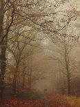 Foggy Forest-Peter Polter-Stretched Canvas