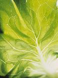 Kiwi Slice and Sprig of Parsley on a Lettuce Leaf-Peter Rees-Stretched Canvas