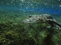 Alligator Mississippiensis-Peter Scoones-Photographic Print