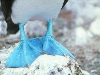 Blue-footed Booby Feet-Peter Scoones-Photographic Print