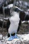 Blue-footed Booby-Peter Scoones-Photographic Print