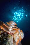 Scuba Diver Near Wreck-Peter Scoones-Photographic Print