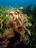 Scuba Diver Near Wreck-Peter Scoones-Photographic Print