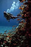 Scuba Diver Near Wreck-Peter Scoones-Photographic Print