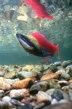 Scuba Diver Near Wreck-Peter Scoones-Photographic Print