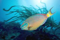 Scuba Diver Near Wreck-Peter Scoones-Photographic Print